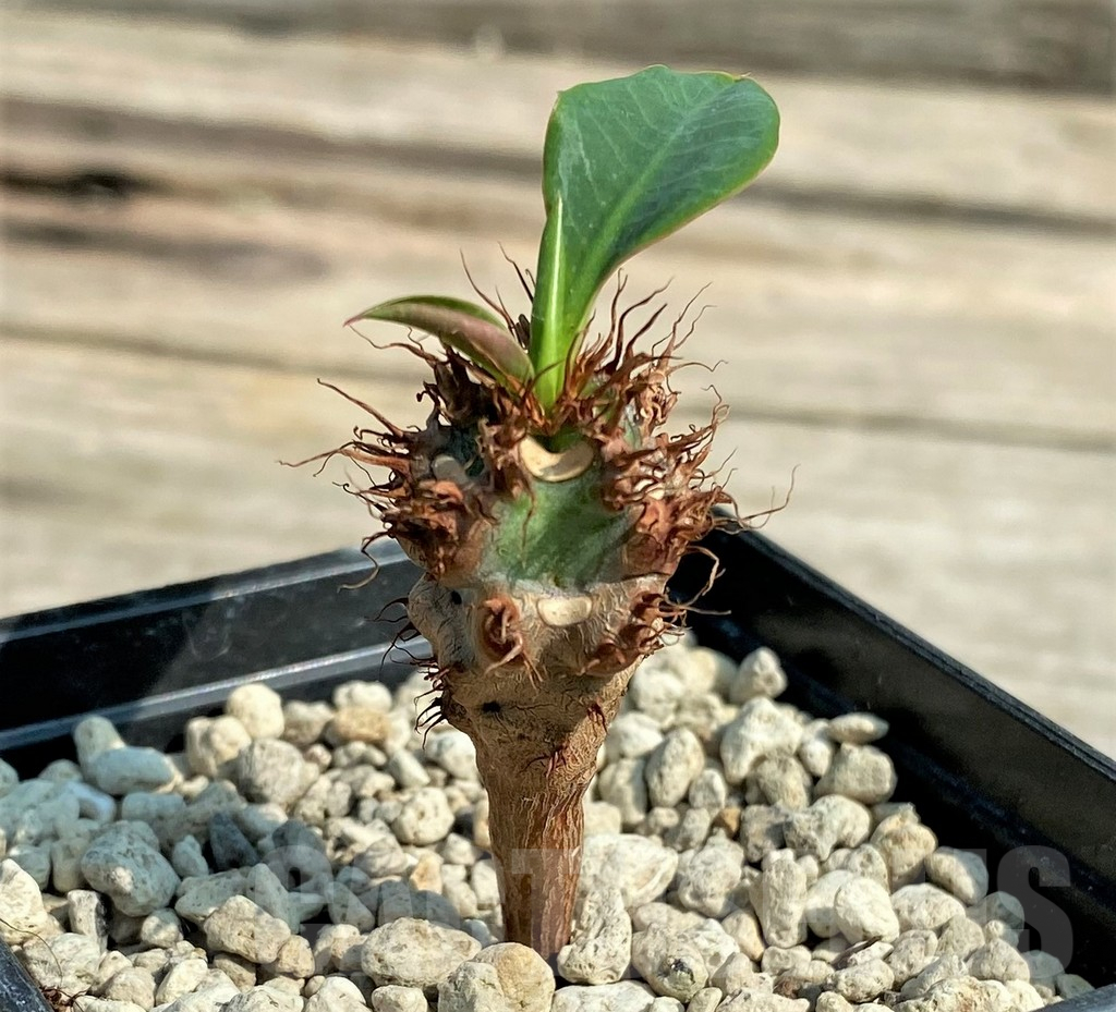 SHPR27032 Euphorbia sp. nova aff. aureoviridiflora
