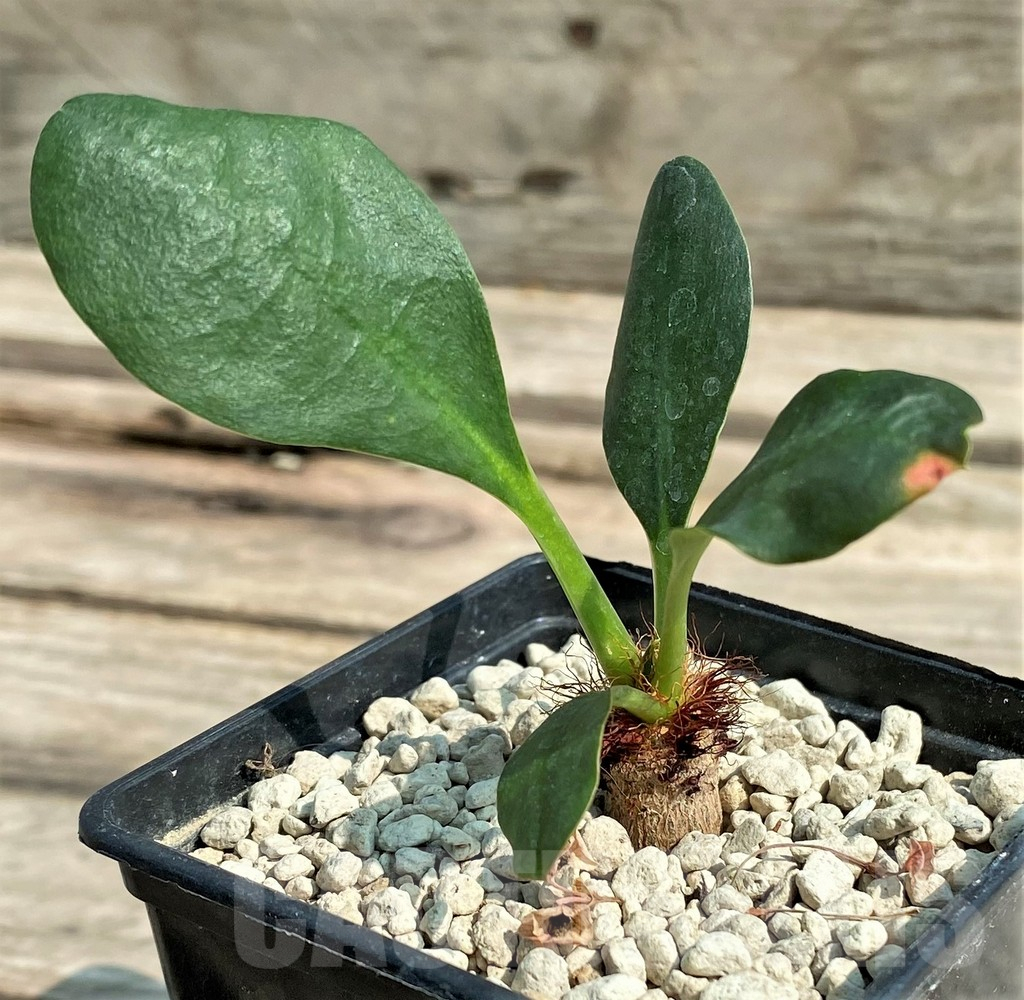 SHPR27033 Euphorbia ramena sp. nova