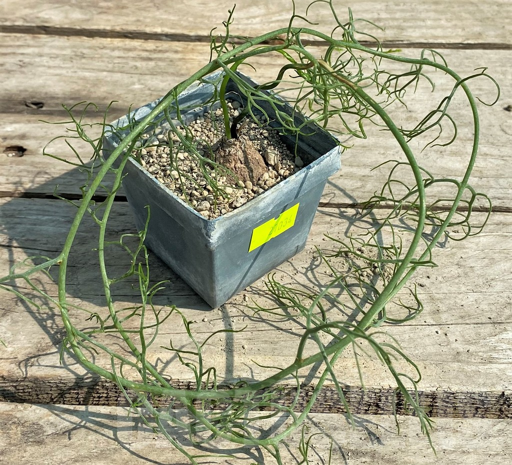 SHPR27034 Bowiea volubilis – Image 2