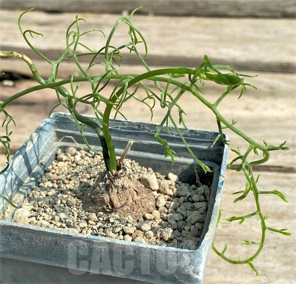 SHPR27034 Bowiea volubilis