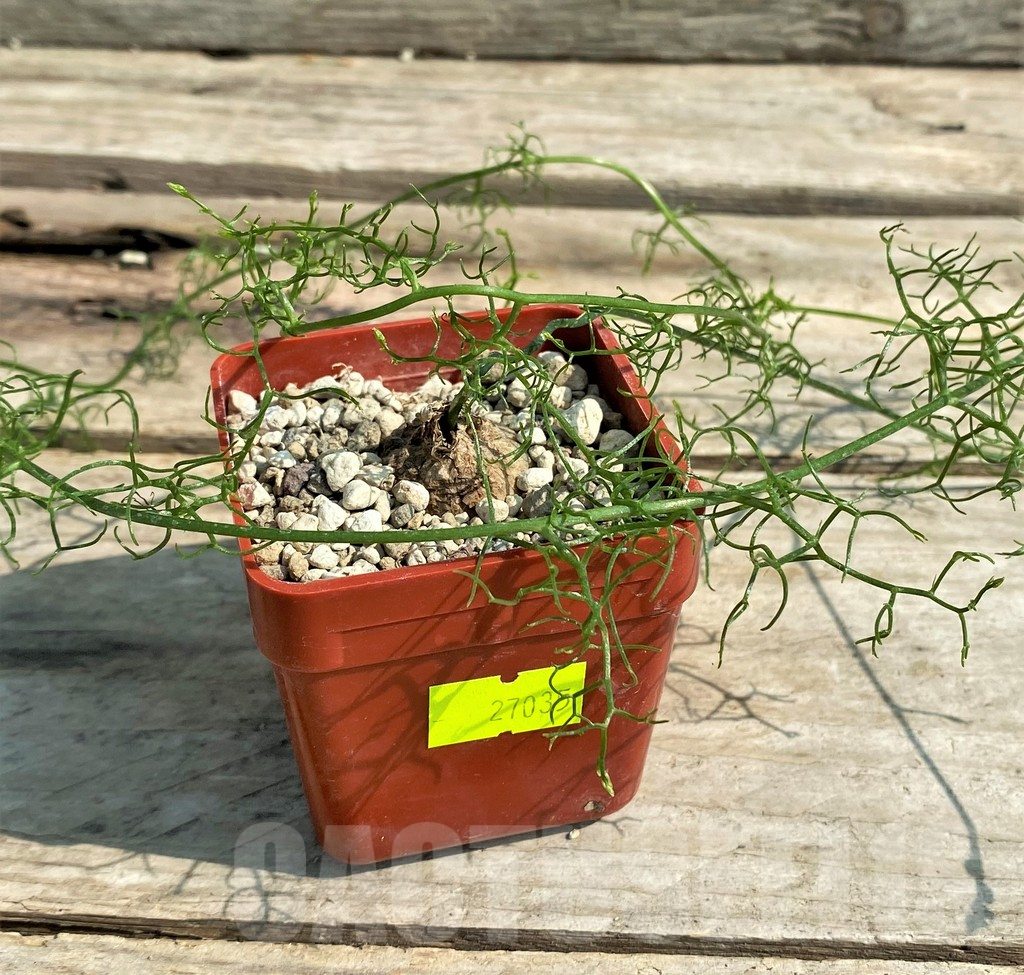 SHPR27035 Bowiea volubilis – Image 2