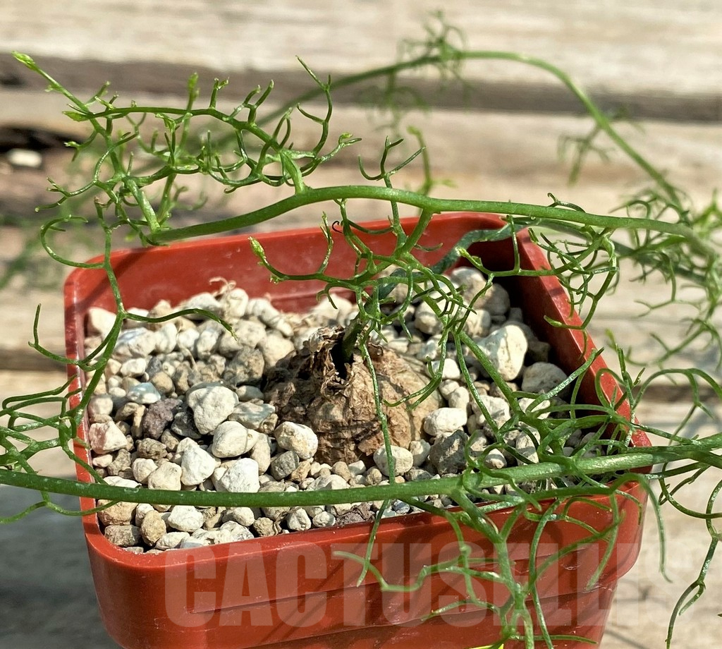 SHPR27035 Bowiea volubilis