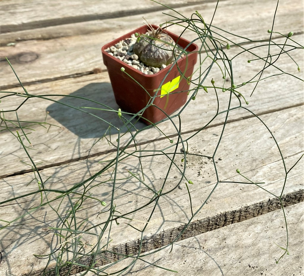 SHPR27037 Schizobasis intricata - Image 2