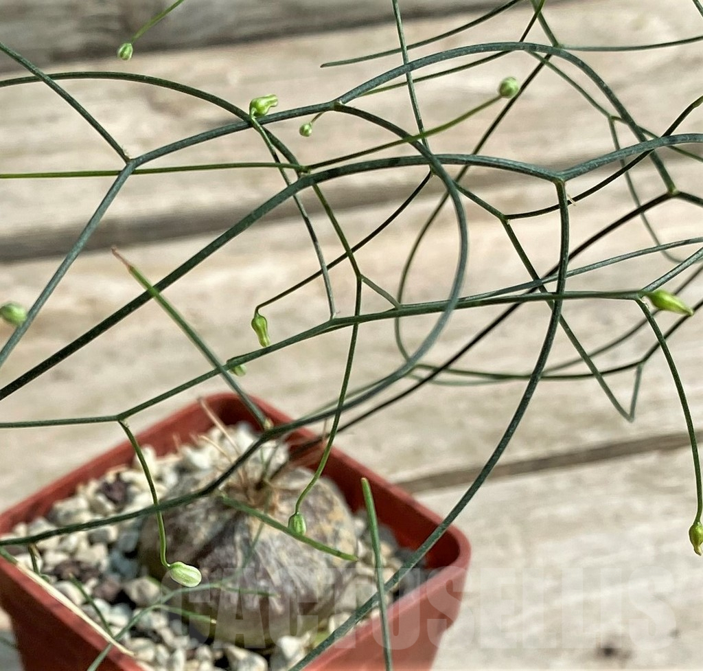 SHPR27037 Schizobasis intricata