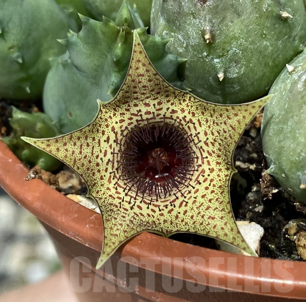 SL23982 Huernia piersii