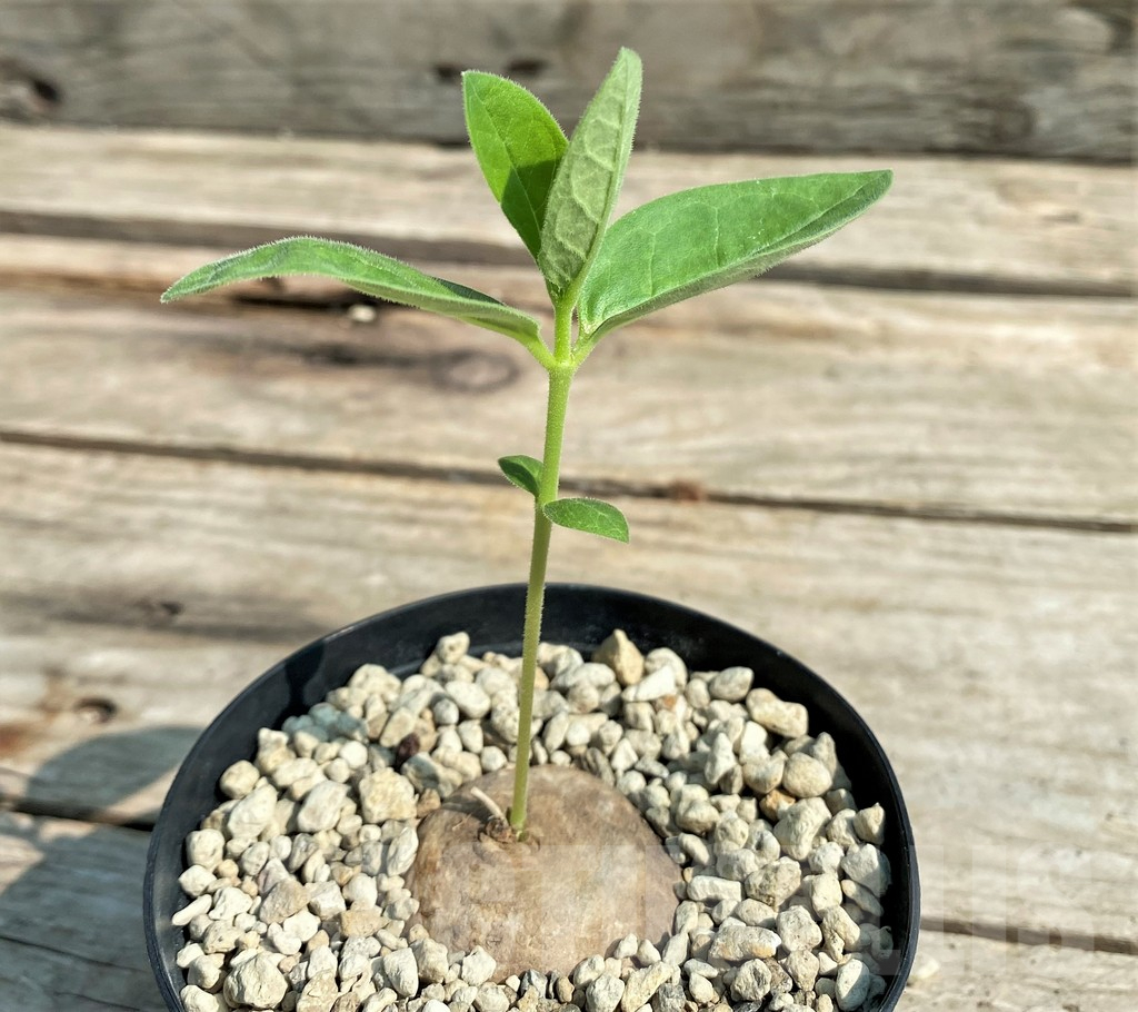 SHPR27039 Brachystelma tavalla, black flower -Ludewa-