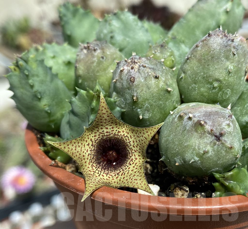 SL23982 Huernia piersii - immagine 3