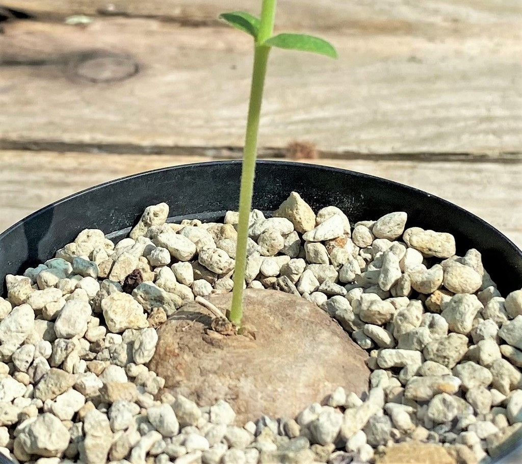 SHPR27039 Brachystelma tavalla, black flower -Ludewa- - Image 2