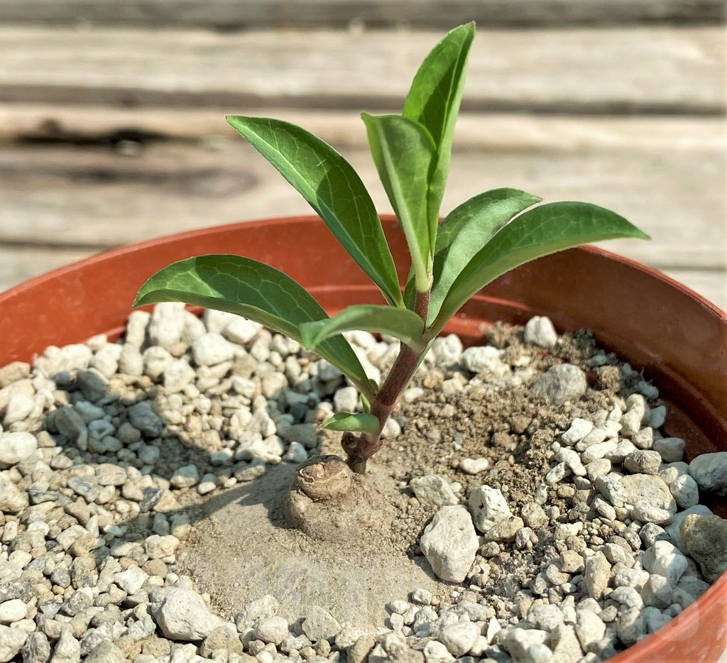 SHPR27041 Brachystelma aff. plocamoides ES 21615