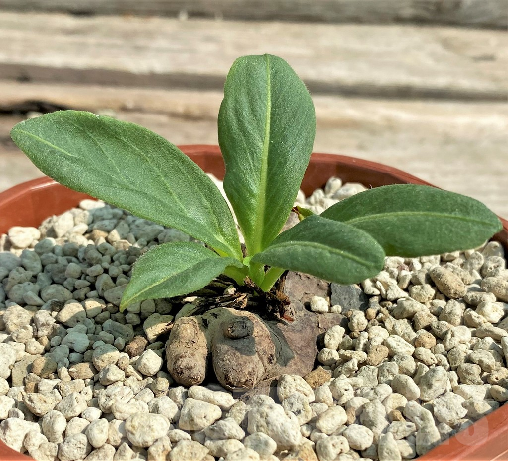 SHPR27044 Aeollanthus subacaulis light green