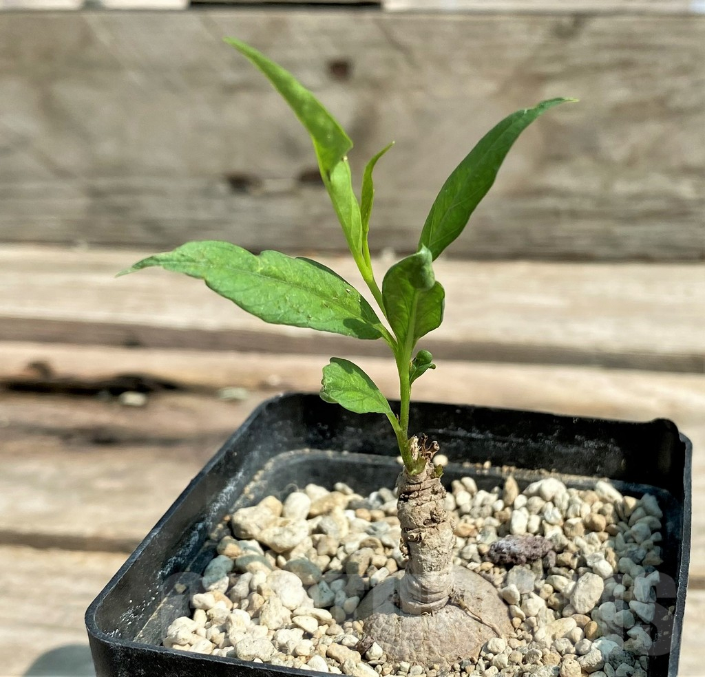 SHPR27046 Ipomoea lapathifolia ES 21259