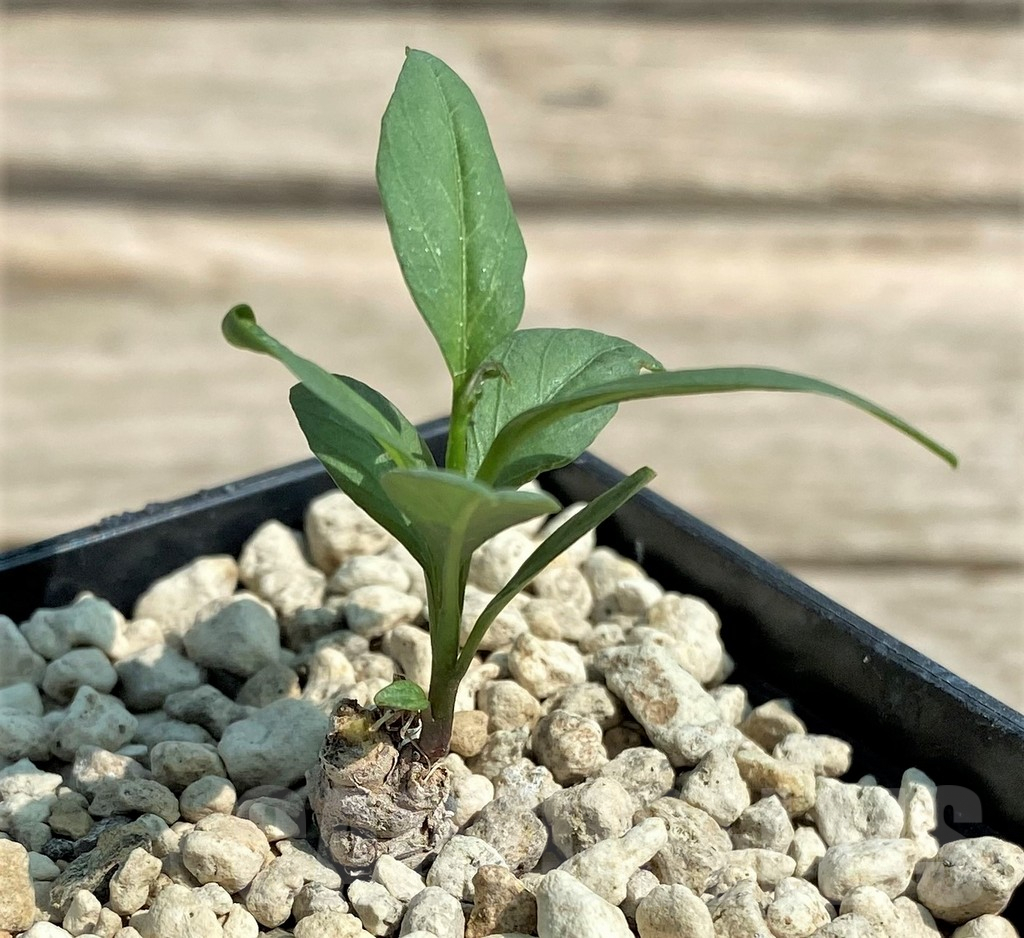 SHPR27047 Ipomoea lapathifolia ES 21259