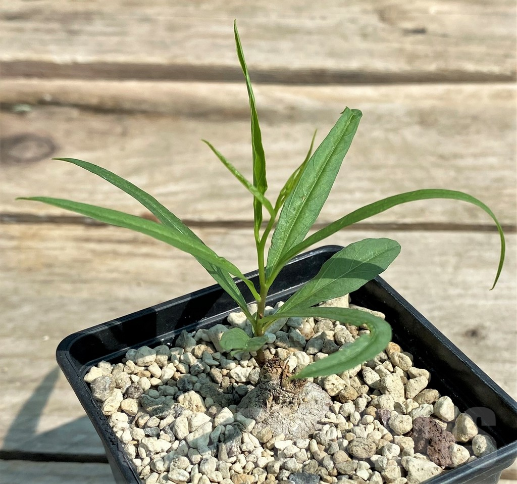 SHPR27048 Ipomoea lapathifolia ES 21259