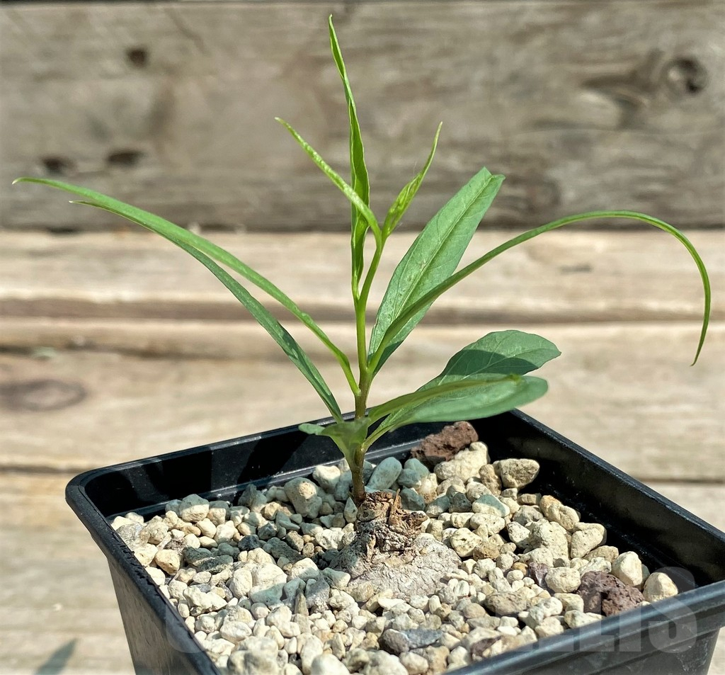 SHPR27048 Ipomoea lapathifolia ES 21259 - Image 2