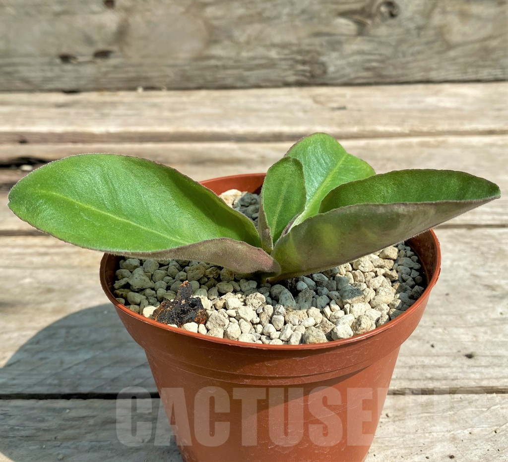 SHPR27054 Aeollanthus subacaulis ES22583, Giant form - Зображення 2