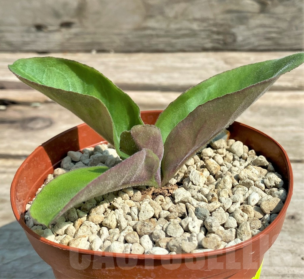 SHPR27054 Aeollanthus subacaulis ES22583, Giant form