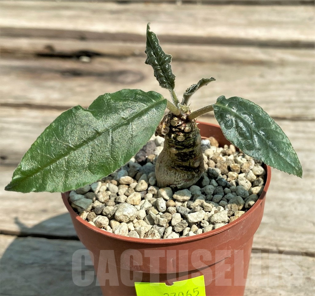 SHPR27065 Dorstenia crispa, reddish stem