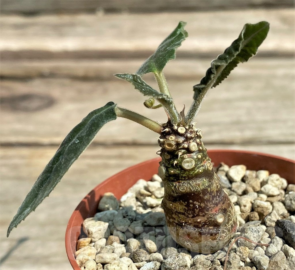 SHPR27065 Dorstenia crispa, reddish stem – Bild 2