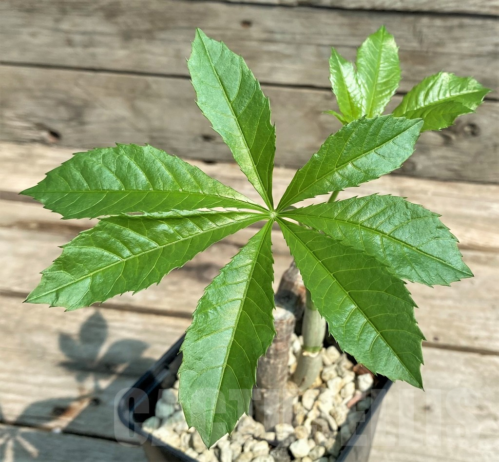 SHPR27066 Cyphostemma greenway