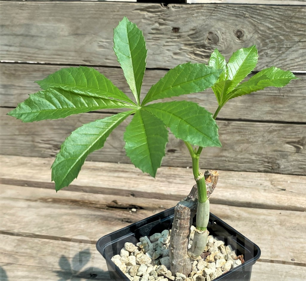 SHPR27066 Cyphostemma greenway - Зображення 2