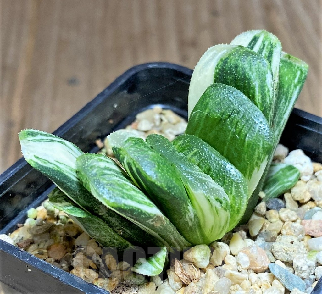 SHPR27082 Haworthia truncata 'Lime Green' f. variegata - immagine 2