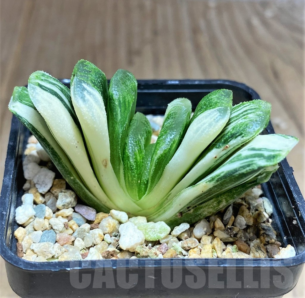 SHPR27082 Haworthia truncata 'Lime Green' f. variegata - immagine 3