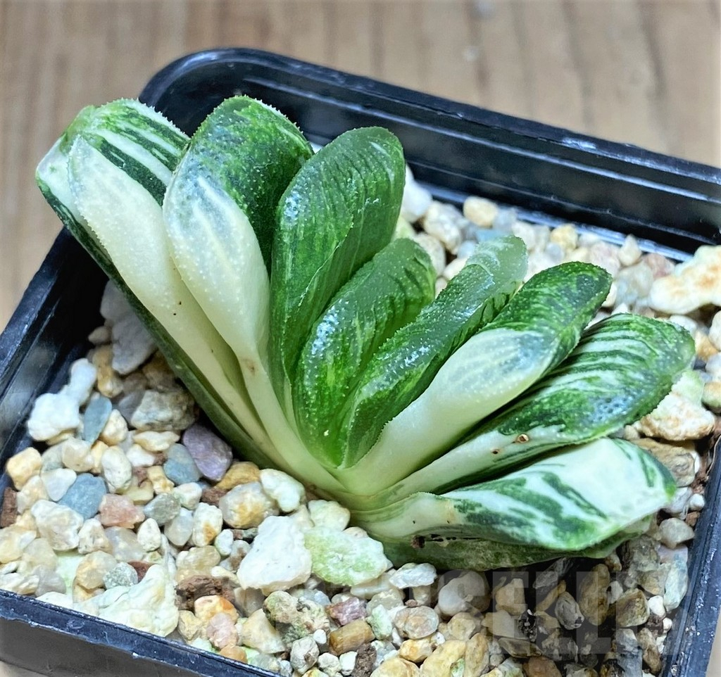 SHPR27082 Haworthia truncata 'Lime Green' f. variegata