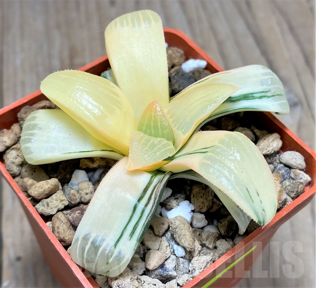 SHPR27136 Haworthia springbokvlakensis hybrid f. variegata - immagine 2