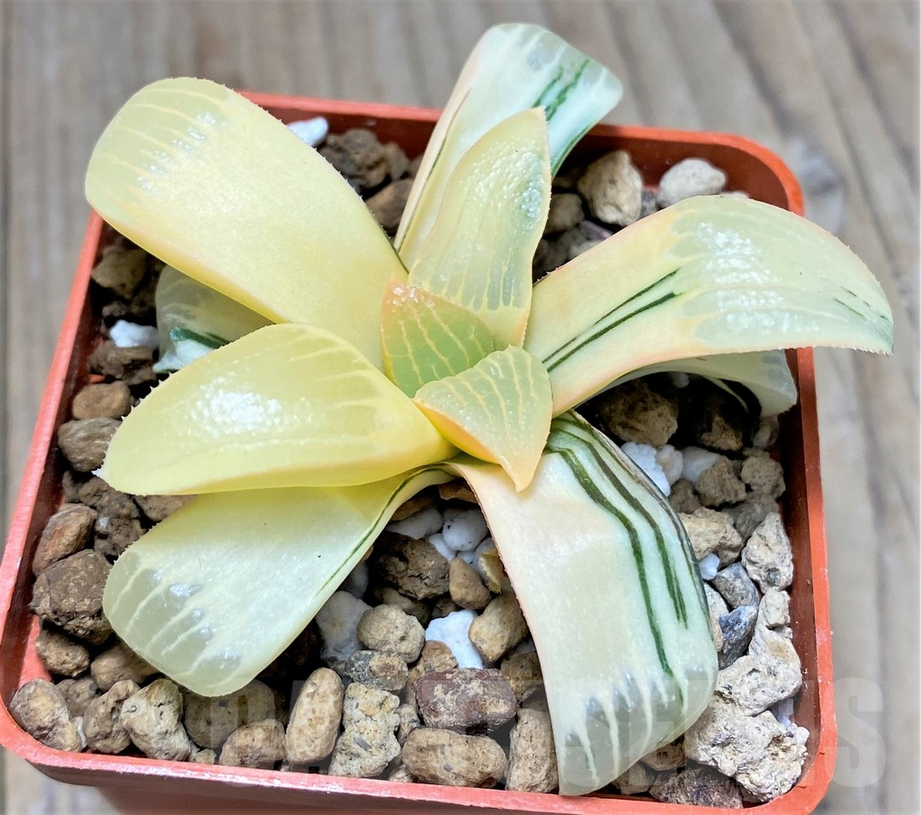 SHPR27136 Haworthia springbokvlakensis hybrid f. variegata