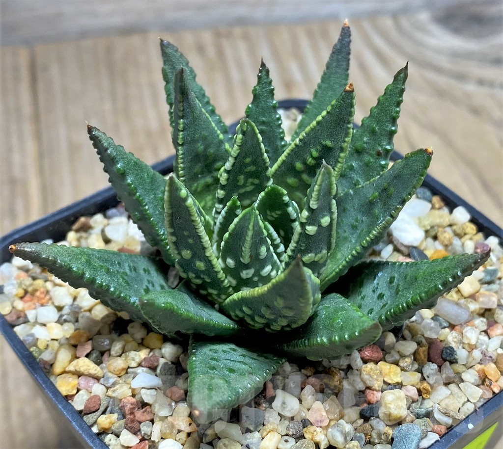 SHPR27137 Haworthia pumila -Japan- - immagine 2