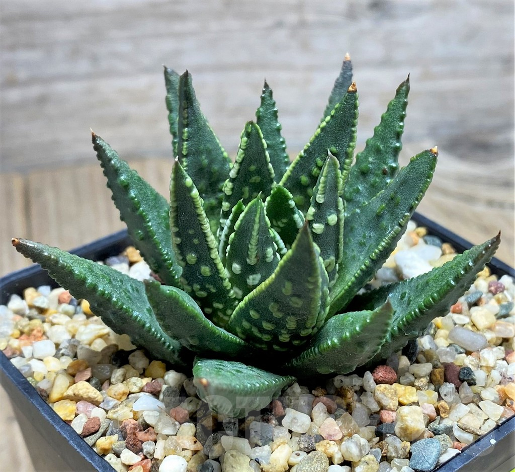 SHPR27137 Haworthia pumila -Japan-