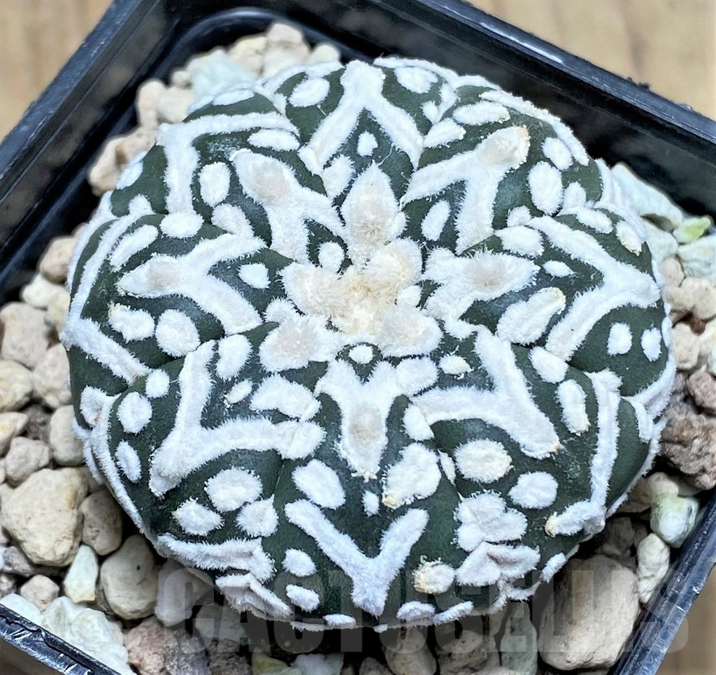 SHPR27138 Astrophytum asterias ‘Super Kabuto’ V-Type