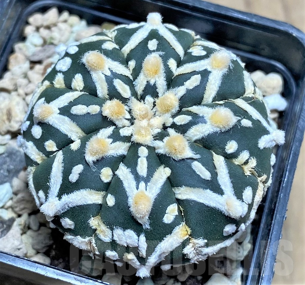 SHPR27139 Astrophytum asterias ‘Super Kabuto’ V-Type