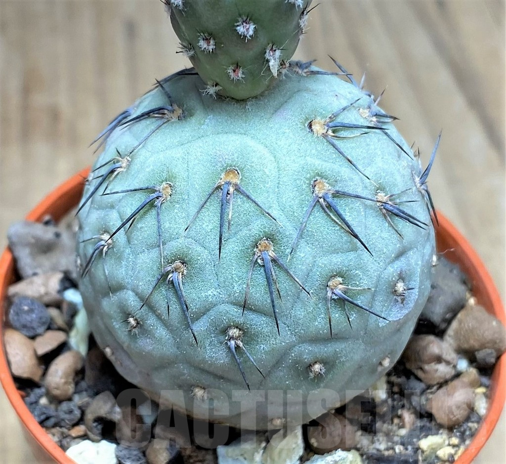 SHPR27140 Tephrocactus geometricus