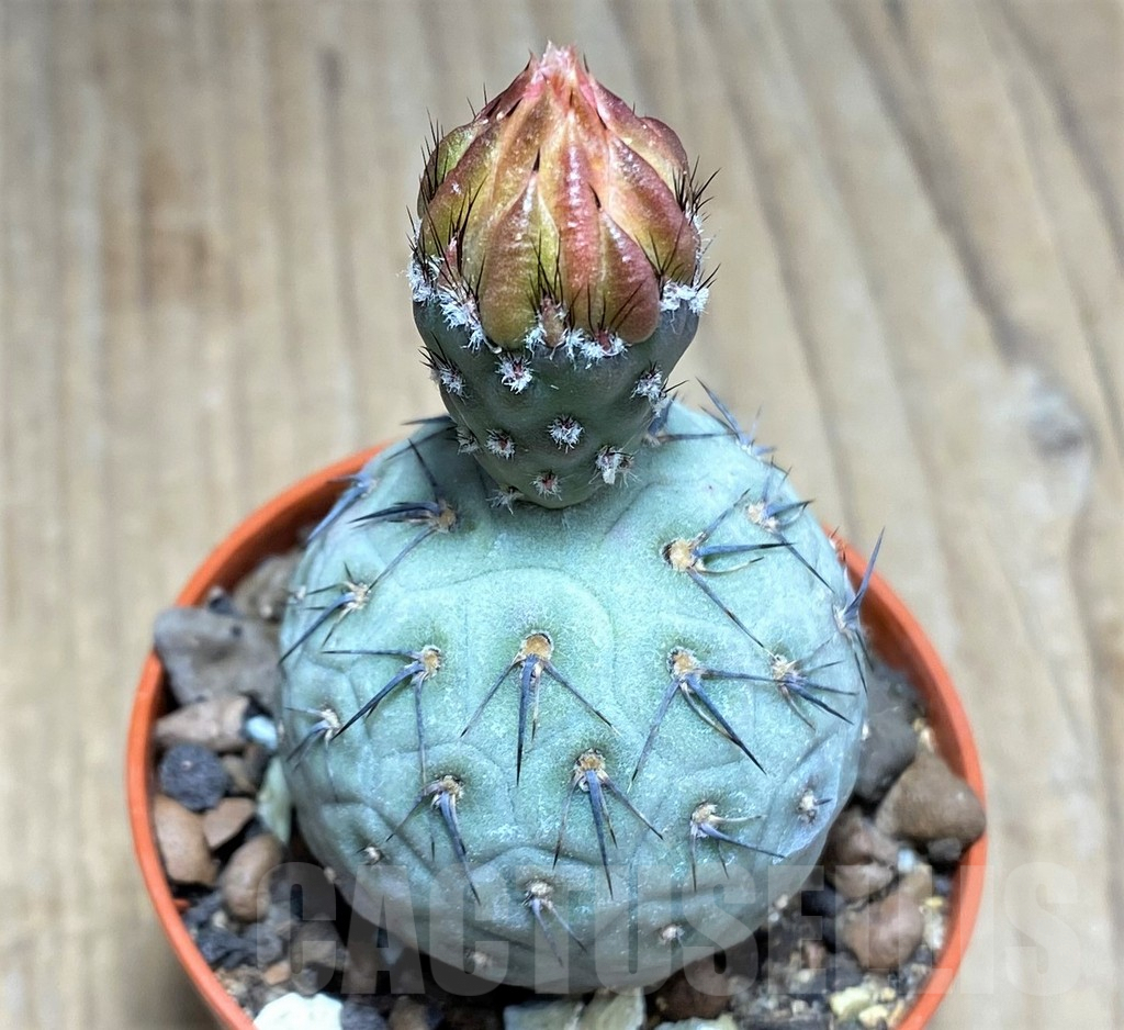 SHPR27140 Tephrocactus geometricus - Image 2