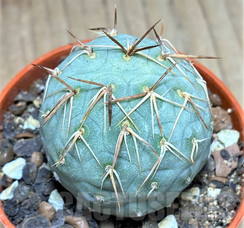 SHPR27141 Tephrocactus geometricus