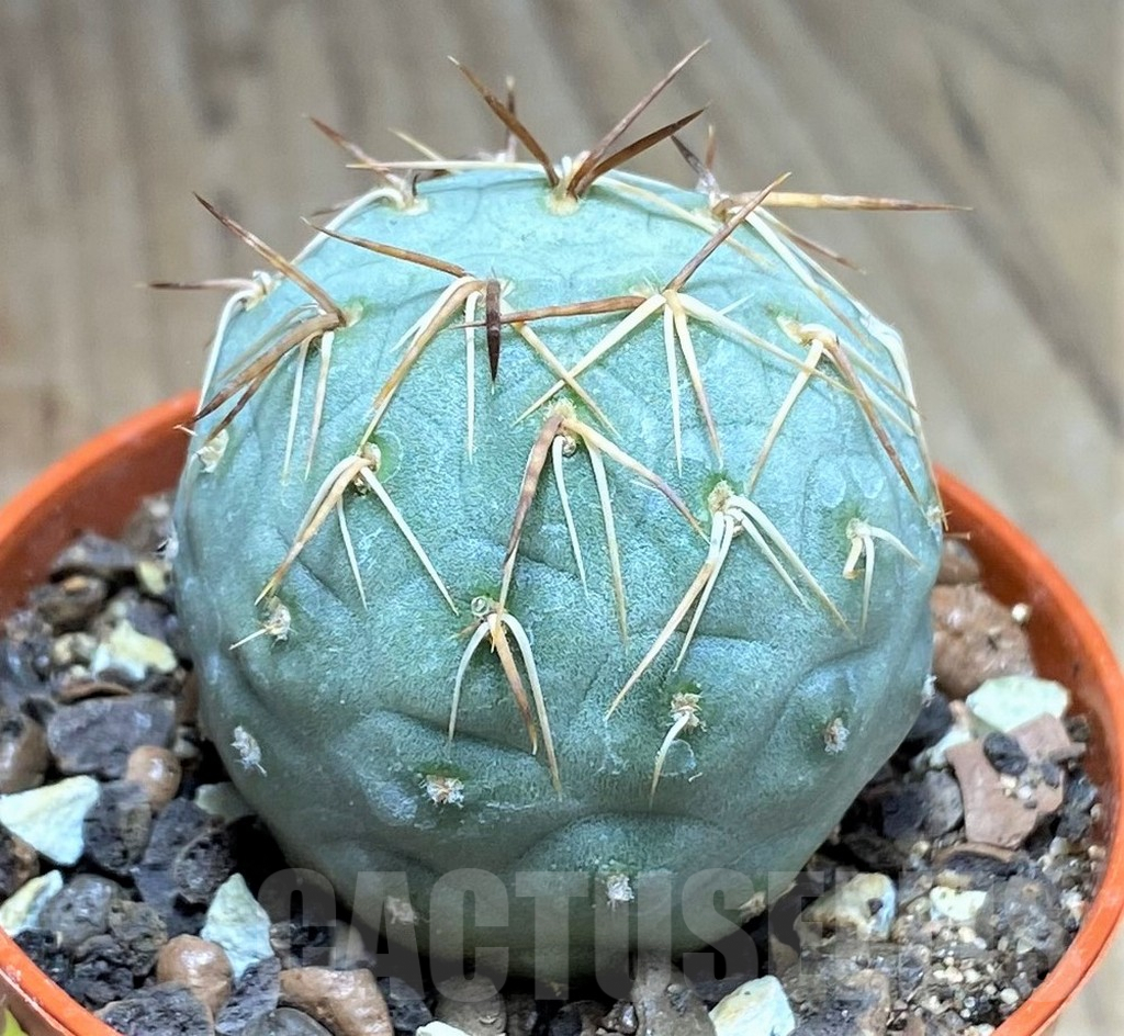 SHPR27141 Tephrocactus geometricus - Image 2