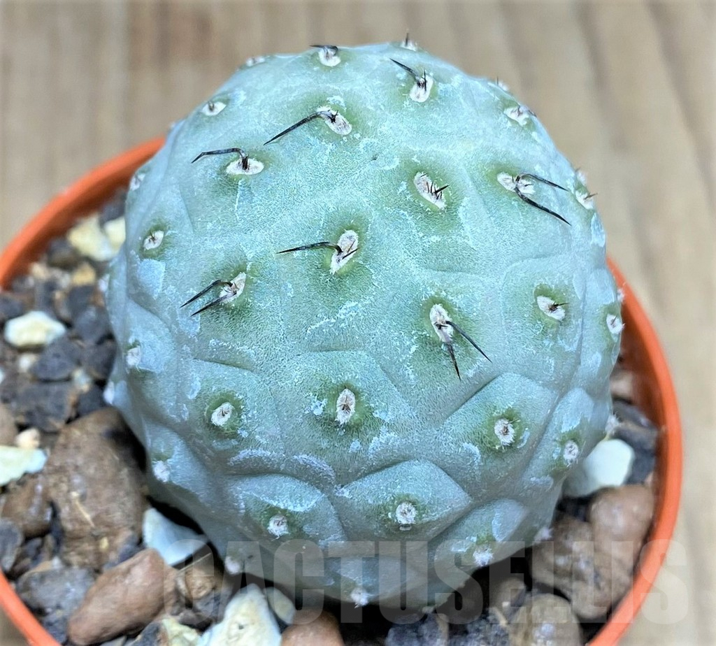 SHPR27146 Tephrocactus geometricus