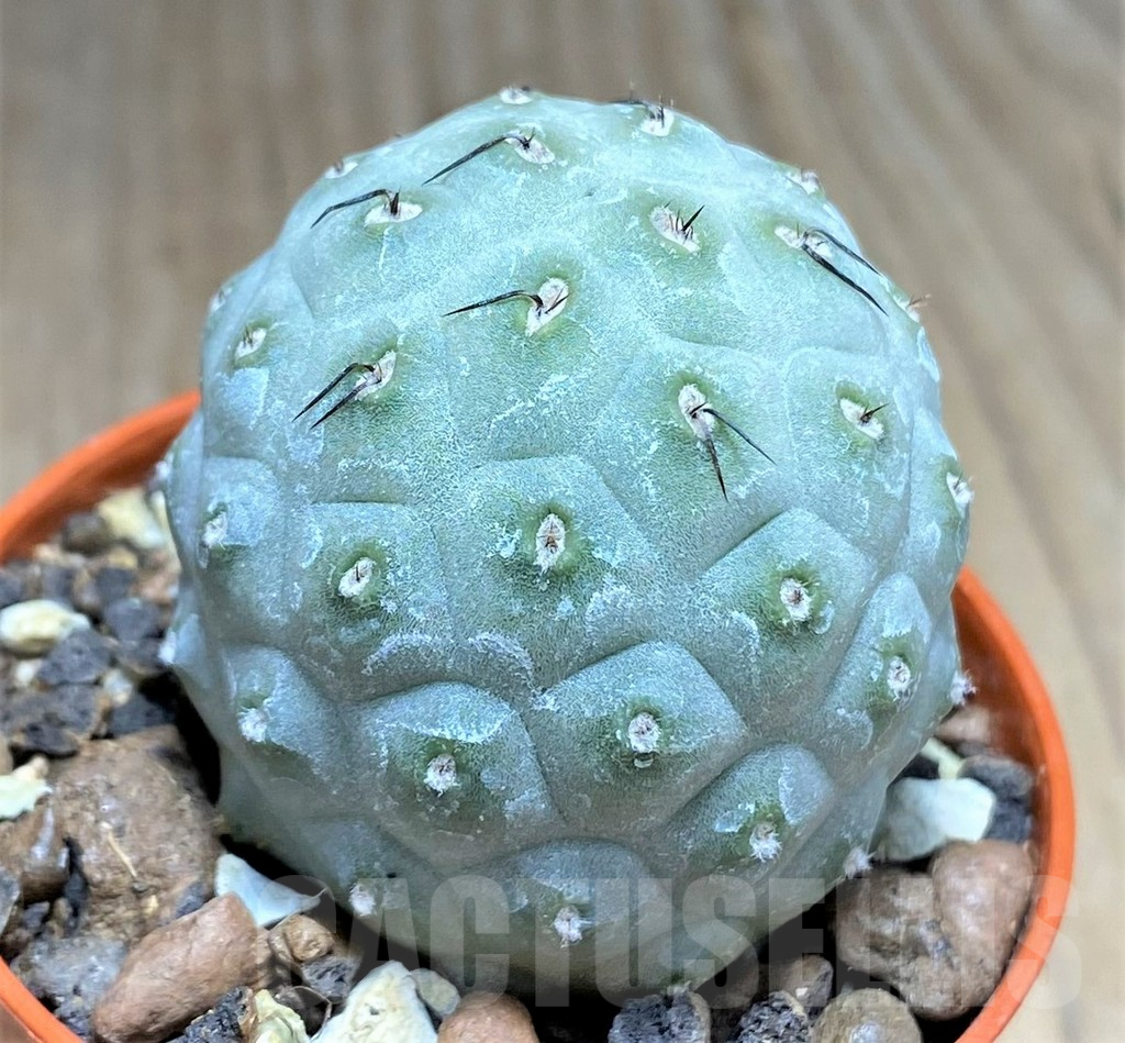 SHPR27146 Tephrocactus geometricus - Obrázek 2