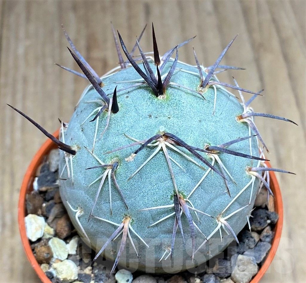 SHPR27149 Tephrocactus geometricus