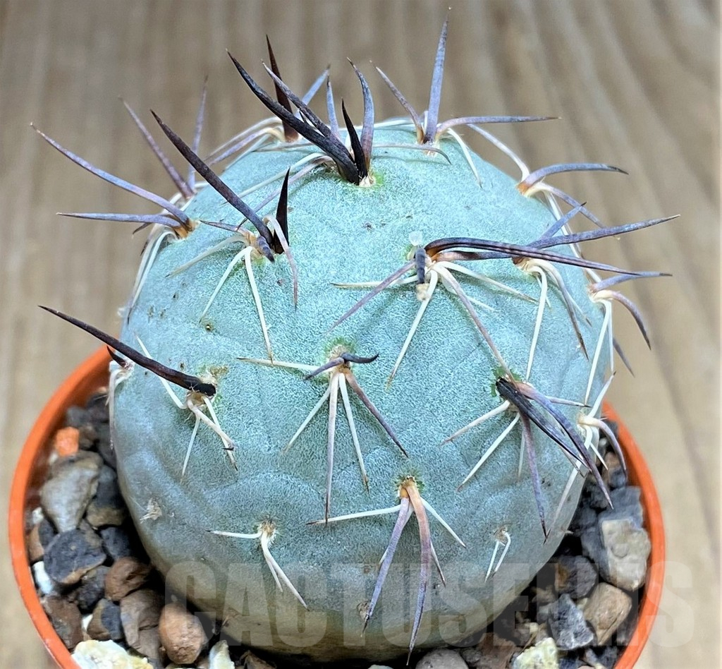 SHPR27149 Tephrocactus geometricus - Obrázek 2