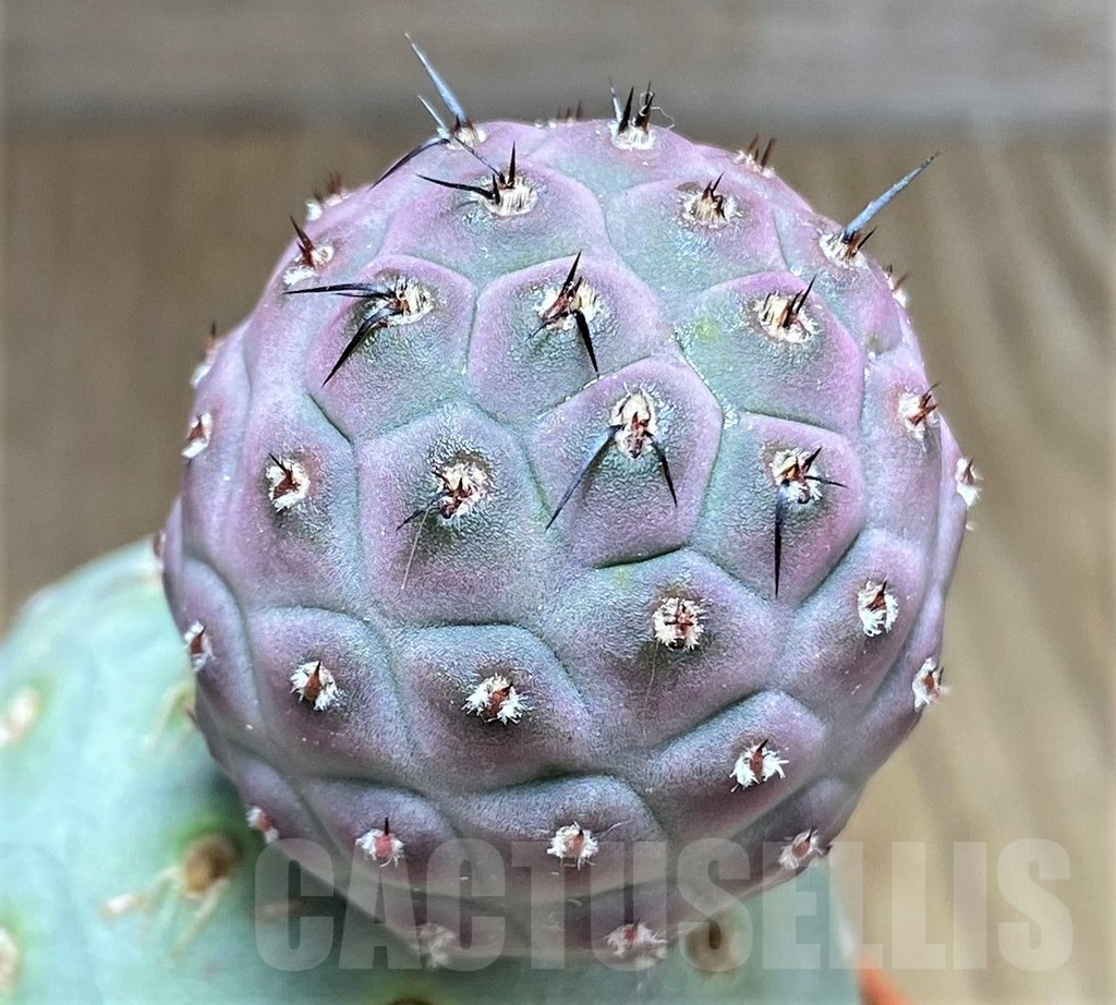 SHPR27150 Tephrocactus geometricus