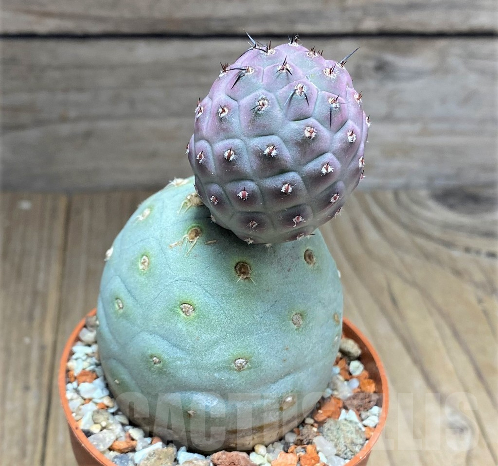 SHPR27150 Tephrocactus geometricus - immagine 2