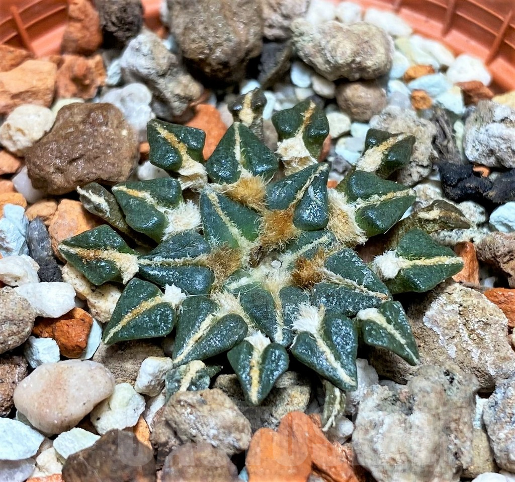 SHPR27151 Ariocarpus kotschoubeyanus v. albiflorus