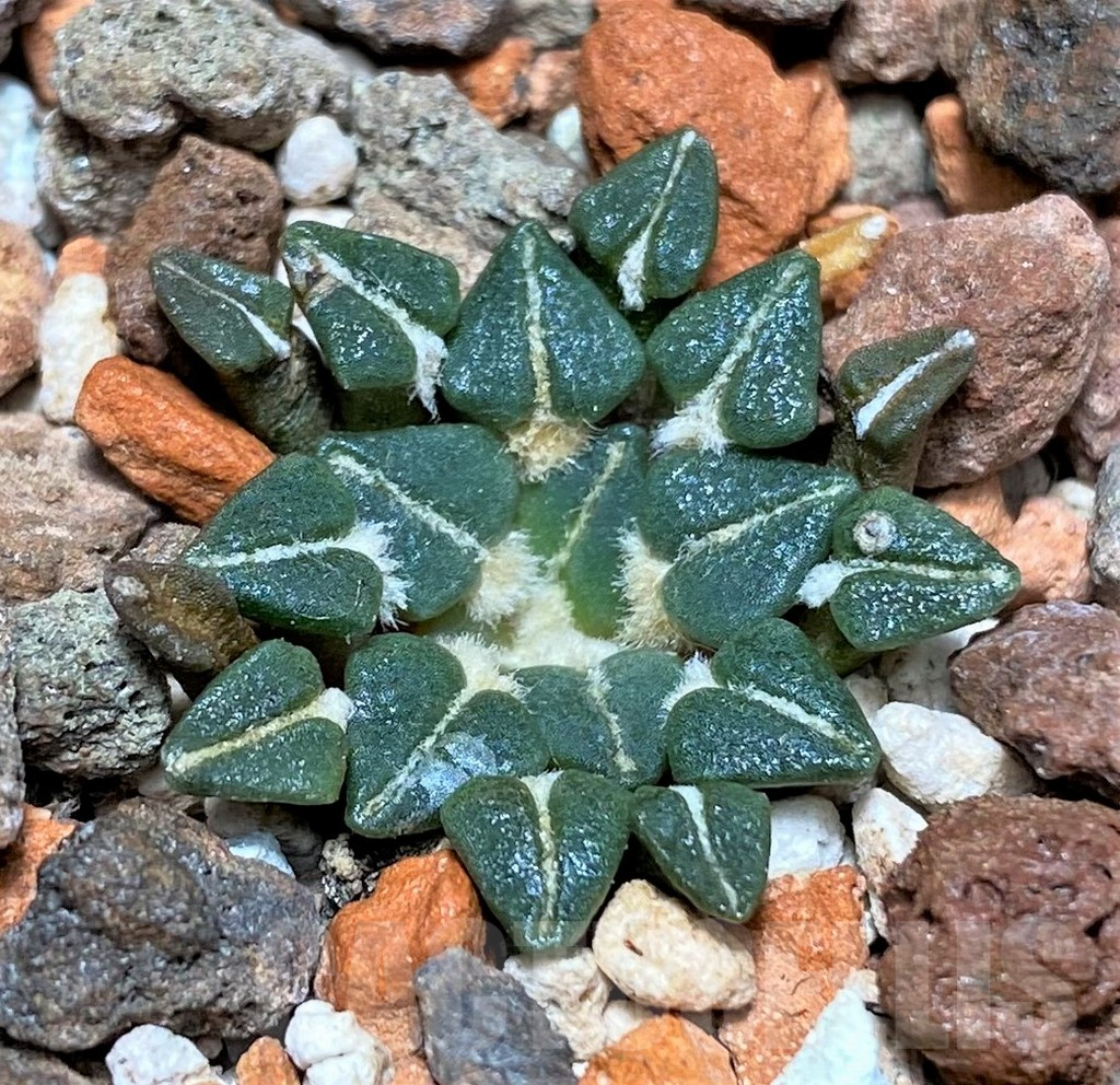 SHPR27152 Ariocarpus kotschoubeyanus v. albiflorus