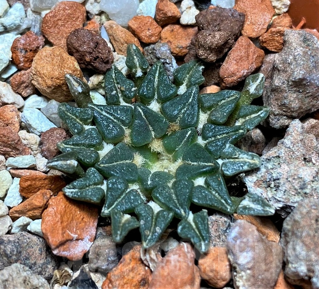 SHPR27153 Ariocarpus kotschoubeyanus v. albiflorus