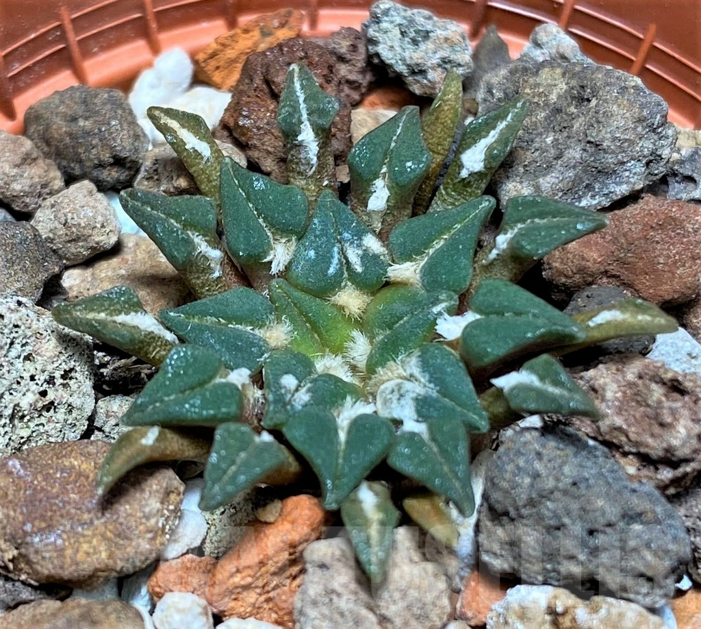 SHPR27154 Ariocarpus kotschoubeyanus v. albiflorus