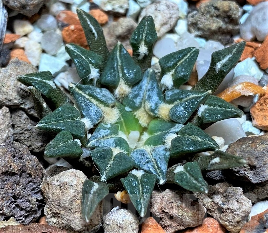 SHPR27155 Ariocarpus kotschoubeyanus v. albiflorus