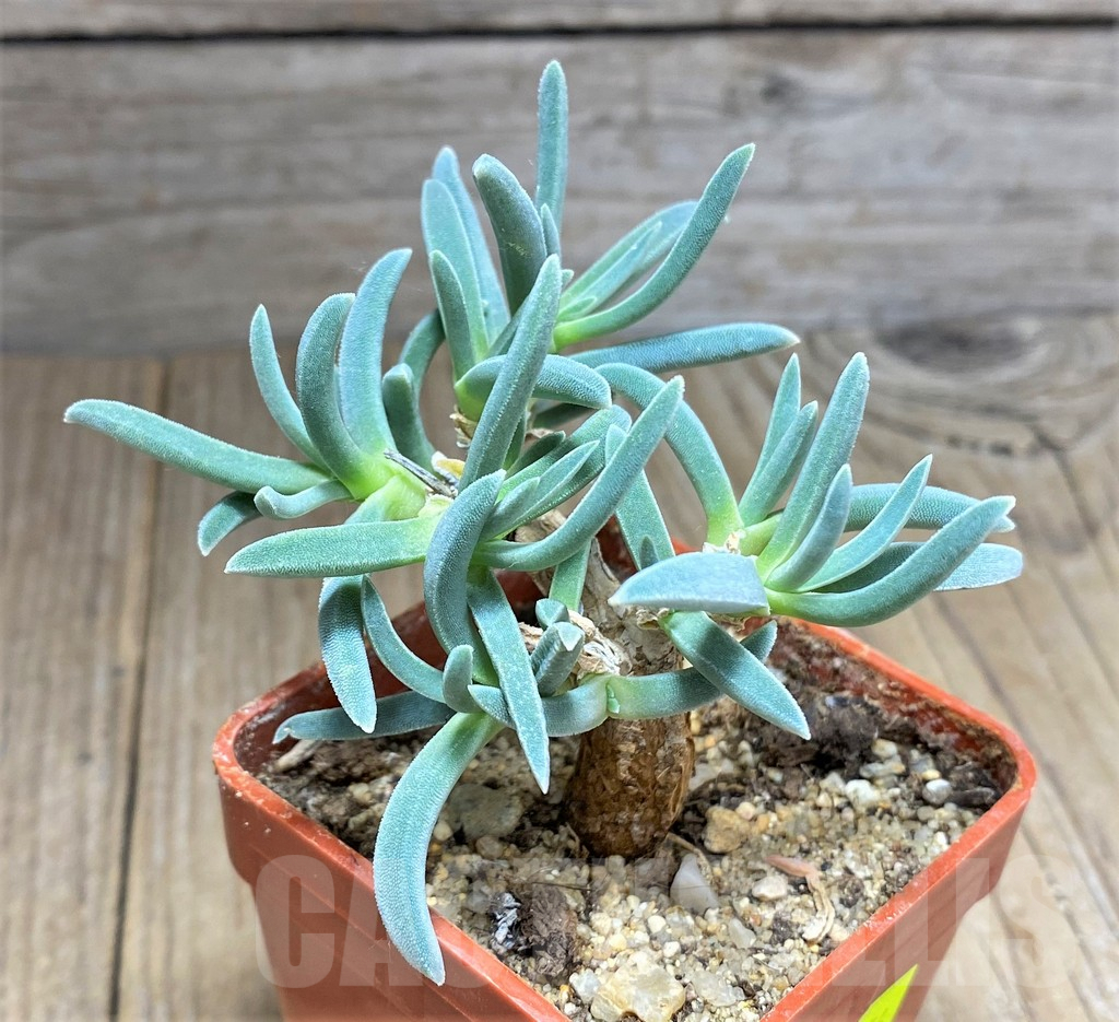 SHPR27156 Delosperma harazianum - Imagen 2