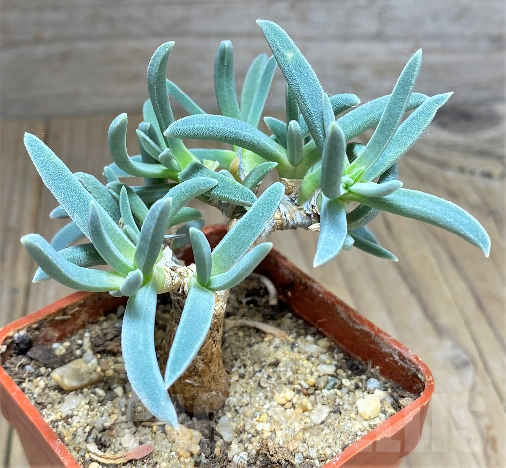 SHPR27156 Delosperma harazianum